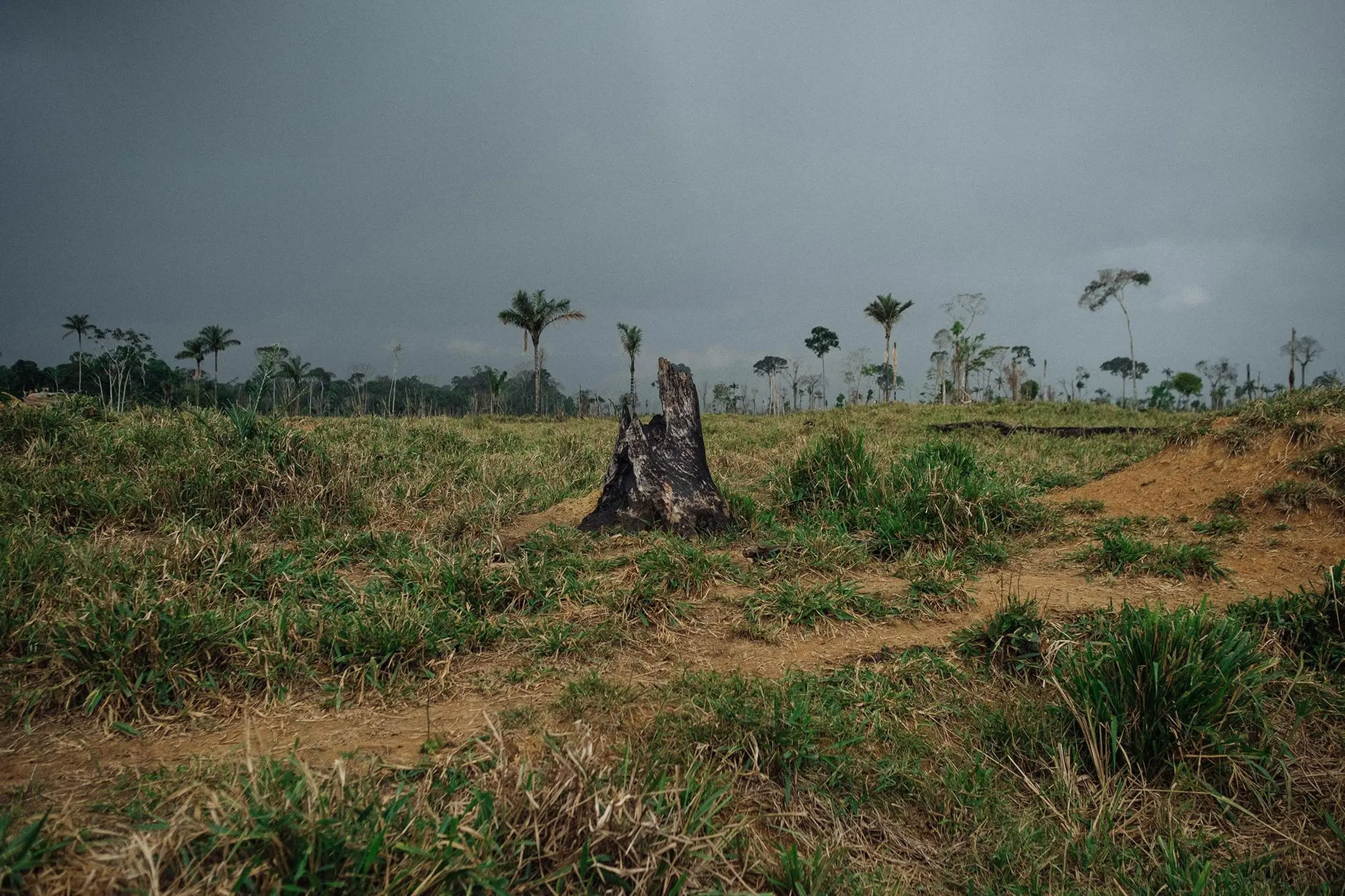 Photo of burnt stump