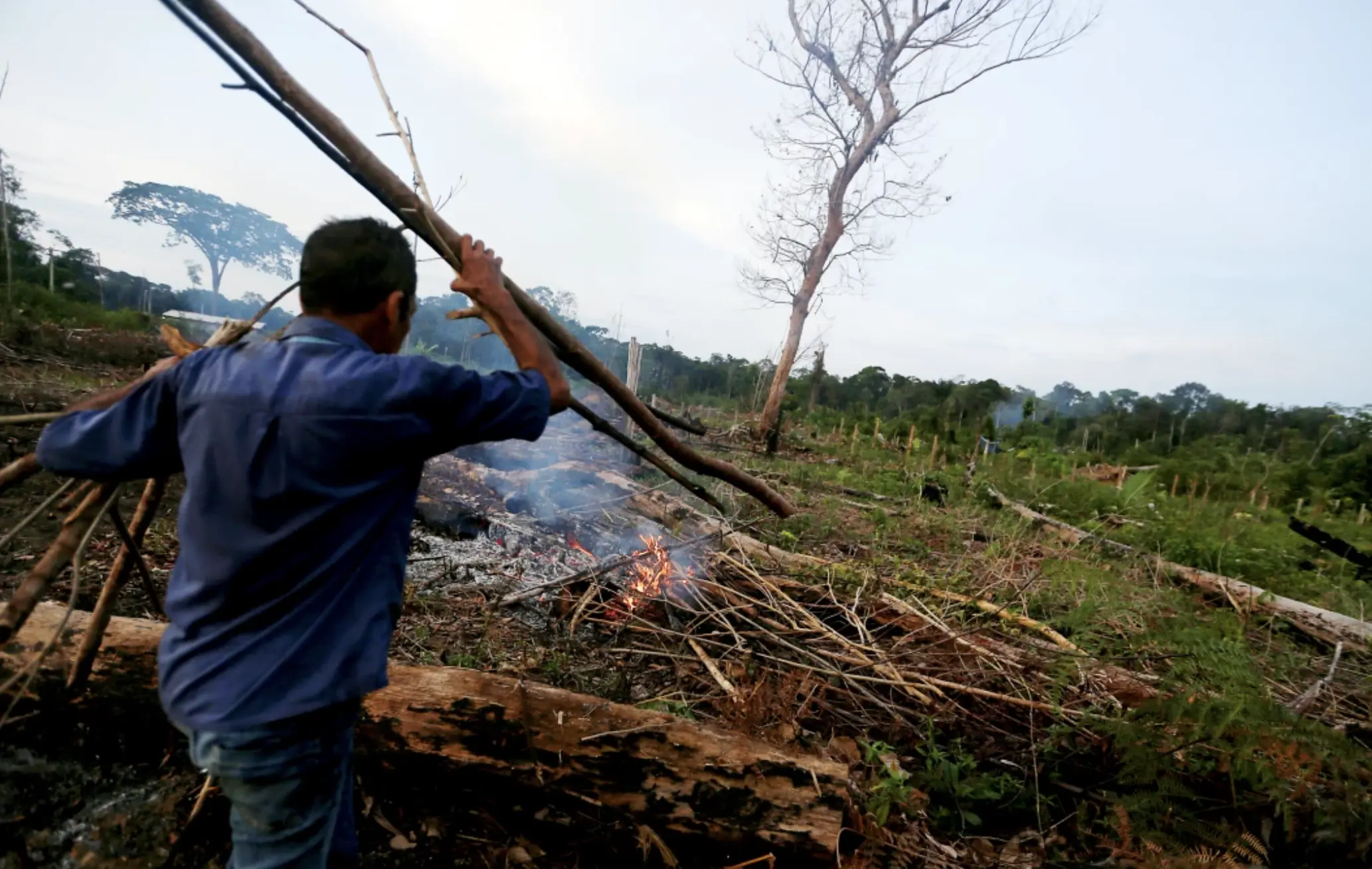 A man slashes and burns a patch of forest near the rainforest