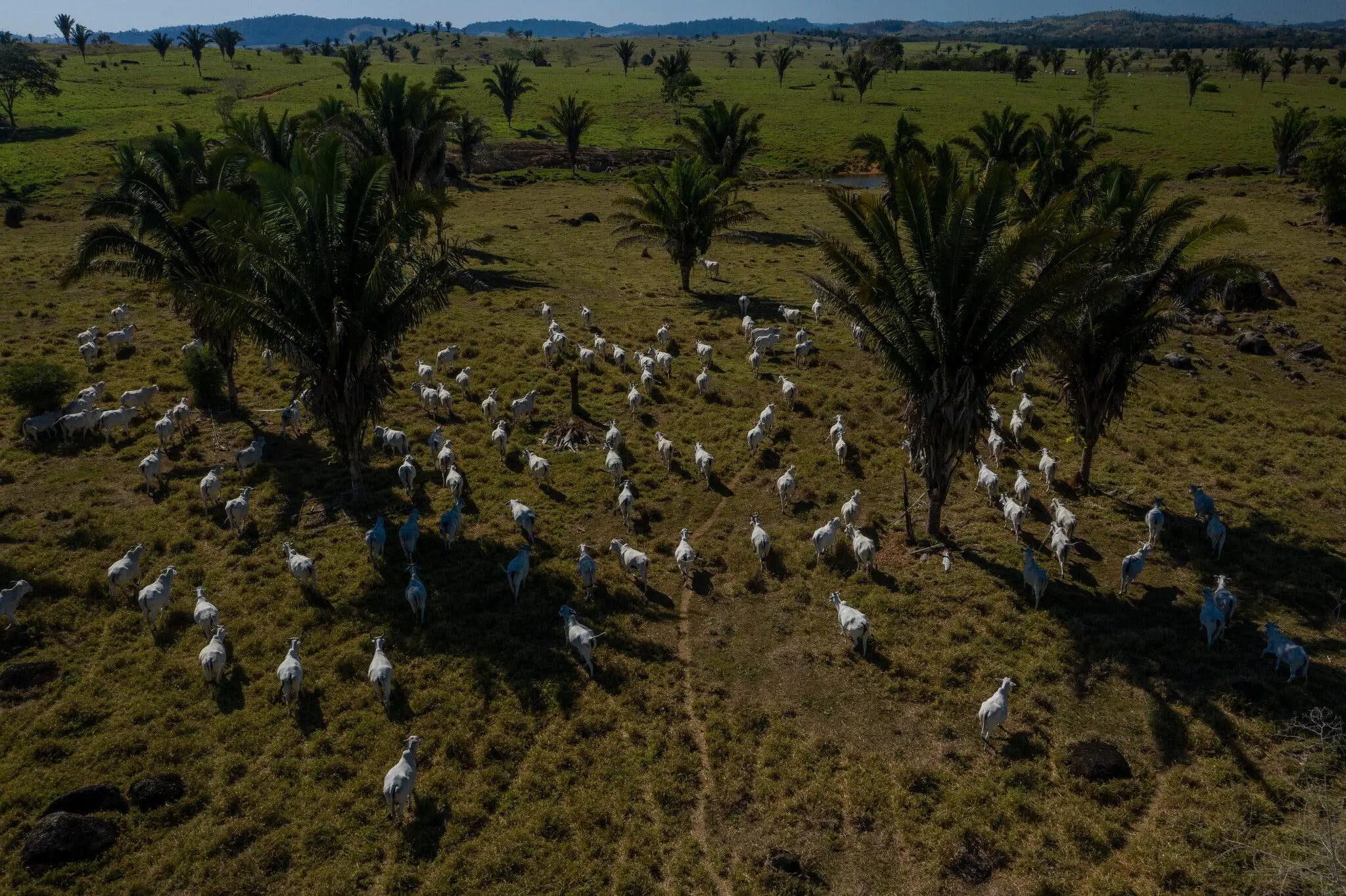 Armando Castanheira Filho’s ranch, Santo Angelo, is outside the protected reserve