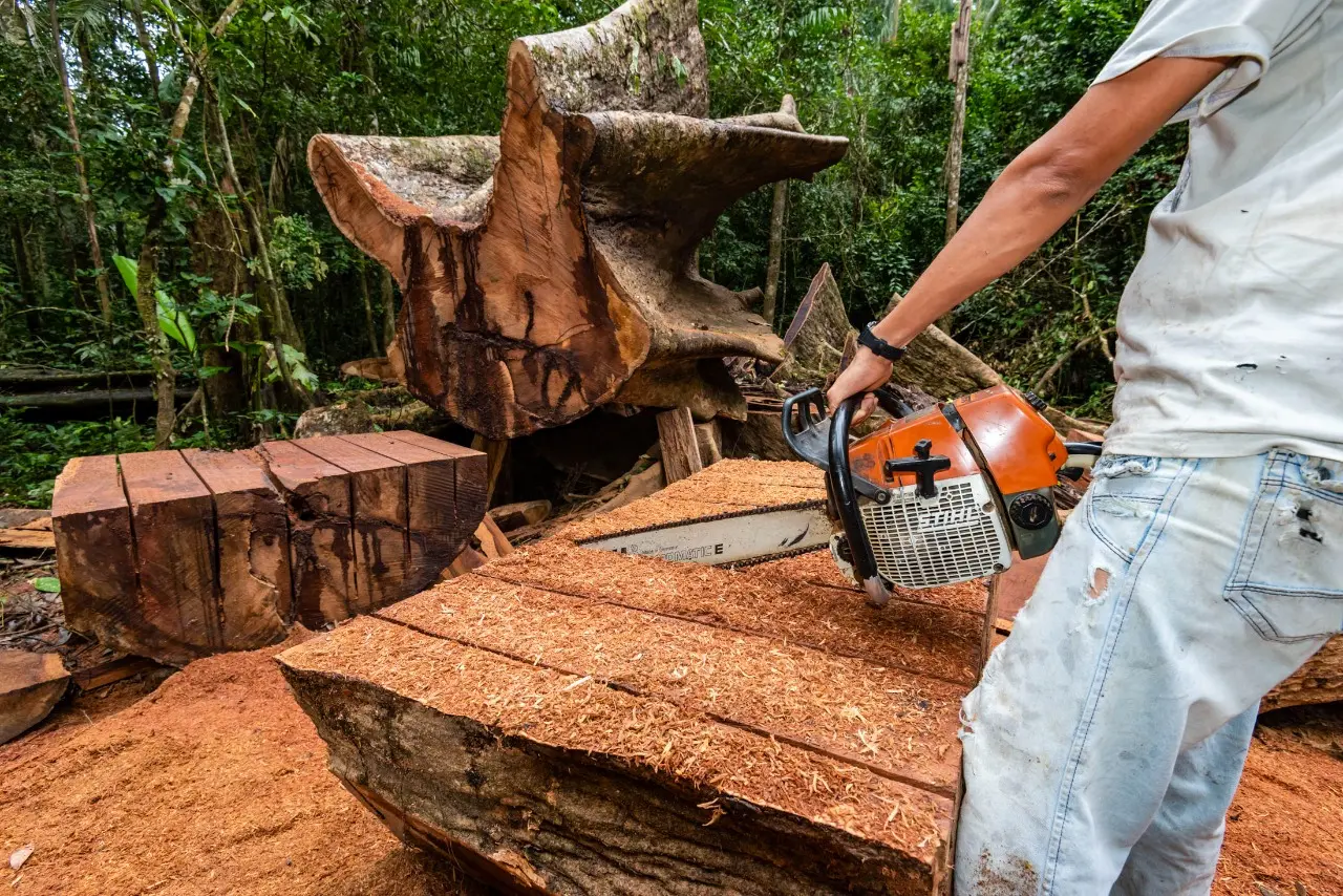 A man cuts into the wood with a chainsaw.