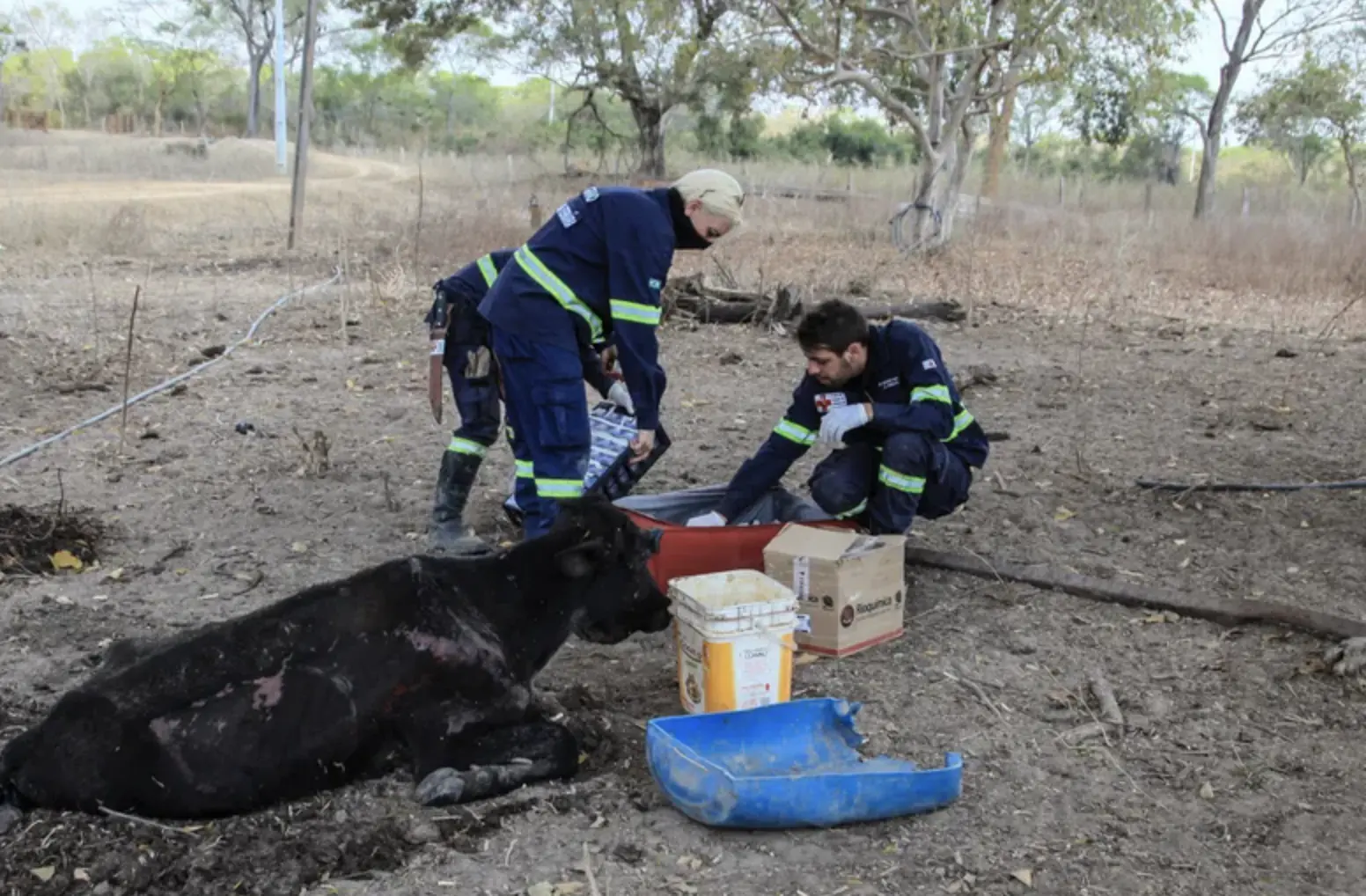 Vets try and save a cow that has sustained fire injuries 
