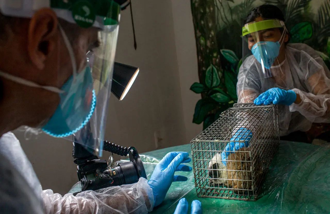 People in PPE handle an animal in a cage.