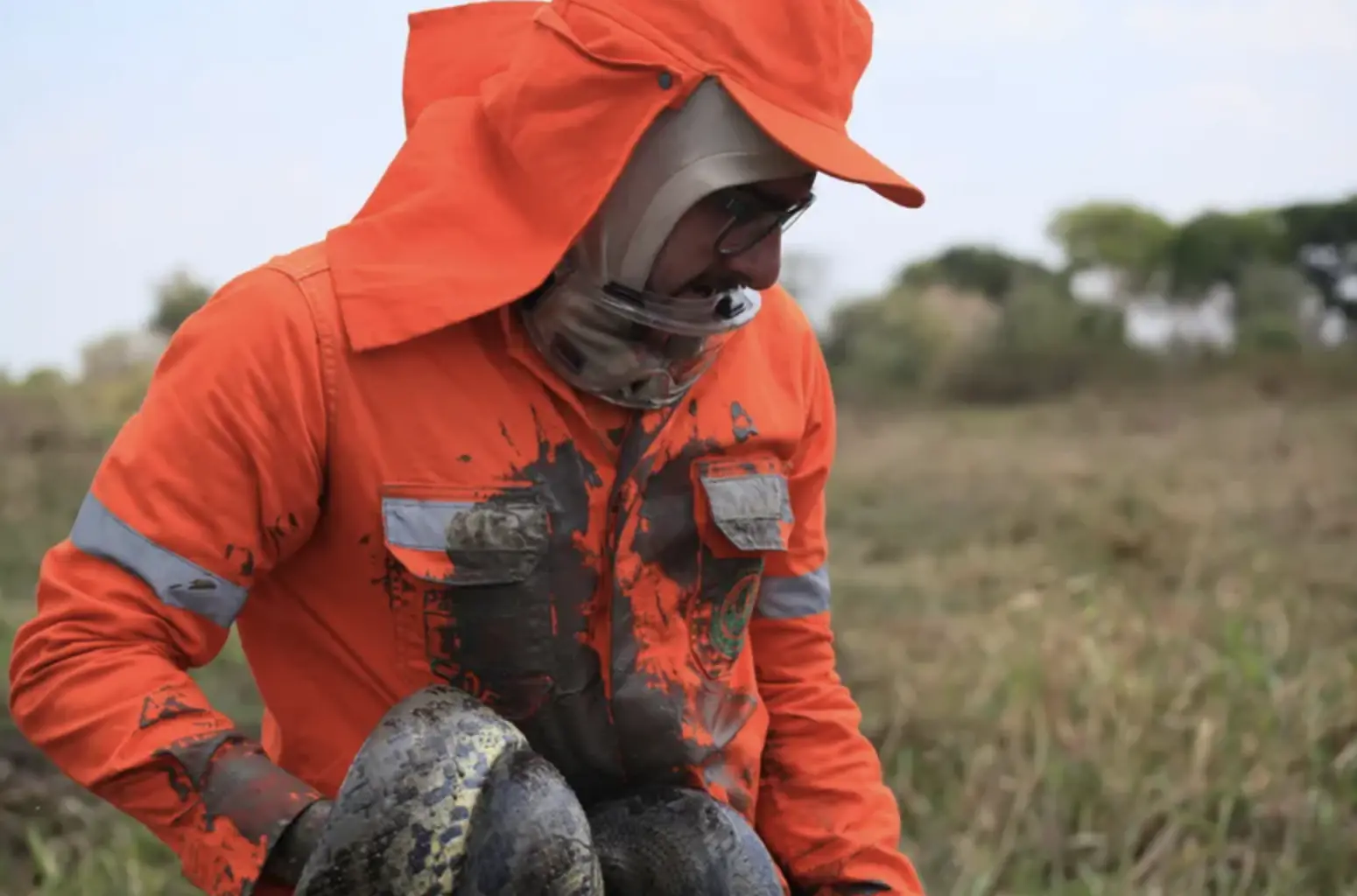 A man in hazmat tries to save a anaconda snake