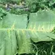 Black leaf streak fungus that inhibits photosynthesis within the banana leaves, destroying crops. Image by Madison Stewart.&nbsp;Costa Rica, 2019. 