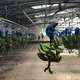 The insecticidal bags are removed from the bananas in the processing facility at Rio Sixaola Plantation.&nbsp;Image by Madison Stewart.&nbsp;Costa Rica, 2019. 