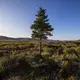 As permafrost thaws in Northwest Alaska, a lone spruce tree finds room to grow in a stretch of tundra outside Nome. Image by Steve Ringman. United States, 2019.