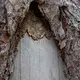 A Sámi bark peeling scar from 1821. Image by Amy Martin. Sweden, 2018.