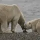Mama bear and cub share a snack. Image by Nick Mott. United States, 2019.