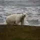 One of Kaktovik's many polar bears. Tim Kamaka. Image by Nick Mott. United States, 2019.