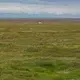 A polar bear ambles across a grassy plain. Image by Nick Mott. United States, 2019.