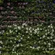 A wall of flowers decorates The Bund, a popular tourist destination, Saturday, September, 30, 2017, in Shanghai. Image by Kelsey Kremer. China, 2017.