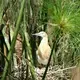 Akagera boasts one of the largest, protected wetlands in Central Africa, with nearly 500 bird species. Image by Elham Shabahat. Rwanda, 2017.