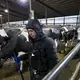 A worker putting ear tags on cows at Drake Dairy in Elkhart Lake moves on to the next cow. Image by Mark Hoffman. United States, 2019.