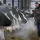 Omar Guerrero assists a veterinarian performing fertility checks at Drake Dairy Inc. in Elkhart Lake. Image by Mark Hoffman. United States, 2019.