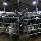 Dairy cows are shown between milking at Drake Dairy Inc. in Elkhart Lake. Image by Mark Hoffman. United States, 2019.