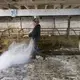 The small farm of Emily and Brandi Harris in Monroe has become a casualty of the dairy crisis. When the price they were getting for milk fell by a third, they decided to end their dairy operation. Emily Harris tosses lime in the barn after their cows were sold and loaded onto a trailer.&nbsp;Image by Mark Hoffman. United States, 2019.