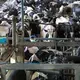 Conventionally raised cows are moved for milking on one side of a giant open barn at TH Milk's operations in Nghia Son, Vietnam. The cows are milked three times daily. An identical operation is on the other side of the barn. Vietnam, 2019. 