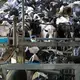 Cows are moved for milking on one side of a giant open barn at TH Milk's operations in Nghia Son, Vietnam. Image by Mark Hoffman. Vietnam, 2019. 