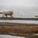 Mama bear and cub ambling by the shore. Image by Nick Mott. United States, 2019.