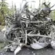 Antler pile with caribou antlers, moose paddles, and some skulls, too. Image by Amy Martin. United States, 2019.