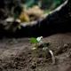 Beans planted by Elias da Silva Lima, 63, sprout from the soil on land he farms in the Virola Jatoba settlement in Anapu. Image by Spenser Heaps. Brazil, 2019.