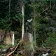 Drew Newman, wearing red suspenders, prepares at the Tuxekan logging site. Image by Joshua Cogan. United States, 2019.