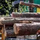 Pine trees are loaded onto a trailer for transport to the Enviva plant in Northampton, N.C. Tuesday, Sept. 3, 2019. Enviva is the country’s largest producer of wood pellets. Image by Ethan Hyman. United States, 2019.