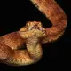 Venom from the atheris viper causes intense pain and haemorrhage. No specific anti-venom exists. Image by Hugh Kinsella Cunningham. Congo, 2019.