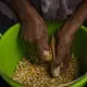 Catalina Vazquez shells corn in San Jeronimo Xayacatlan, a town in Mexico from which nearly a third of residents have emigrated to New York, Thursday, June 25, 2020. Image by Fernando Llano/AP Photo. Mexico, 2020.